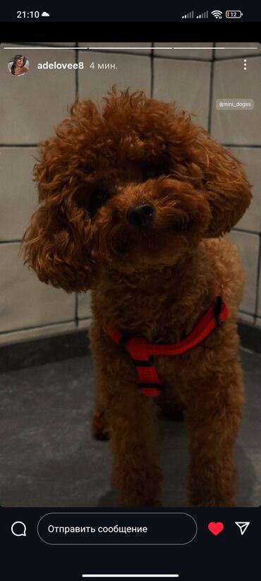 İtlər: Pudel, 3 ay, Erkek, Peyvəndli, Ünvandan götürmə — 26