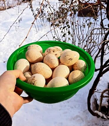 kefir mayası harda satılır v Azərbaycan | Su nəqliyyatı: Mayalı hinduşka yumurtalarımız
