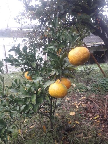 limon agaci satilir: Mandarin розпродаж 
yeni il qabaq