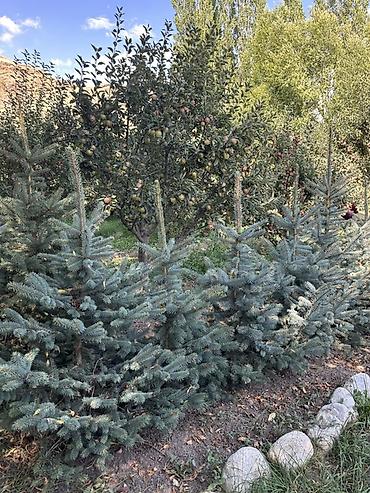 Үй жана бакча: Ель колючая голубая (Picea pungens Glauca) — саженцы для озеленения — 4