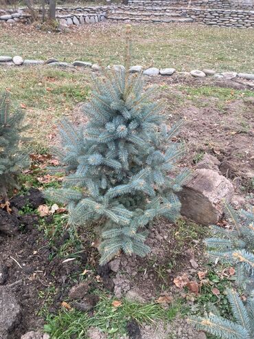 Декоративные деревья: Саженцы деревьев: Ели — 4