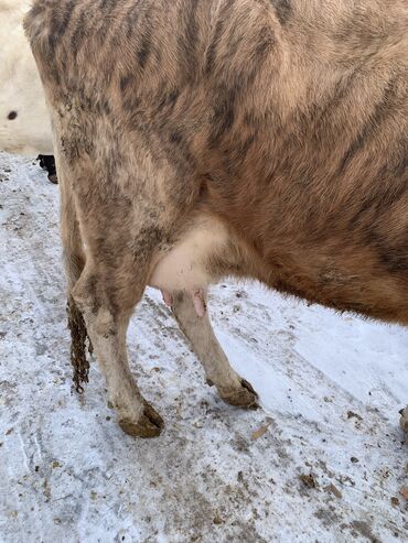 Коровы, быки: Продаю | Корова (самка) | Алатауская, Симментальская | На откорм, Для разведения, Для молока | После отела — 16