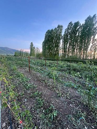 56: 120 соток, Для сельского хозяйства, Договор купли-продажи — 4