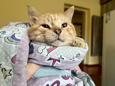 домики для котят: Обаятельный рыжий кот по имени Персик ищет дом. Нашли его больного на