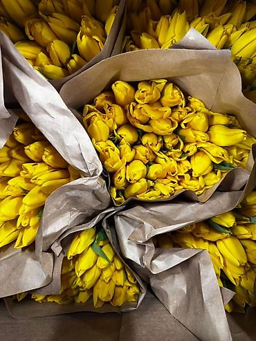 Букеты из живых цветов: Тюльпан оптом и в розницу,Тюльпаны срезанные, сортовые, упаковка по — 5