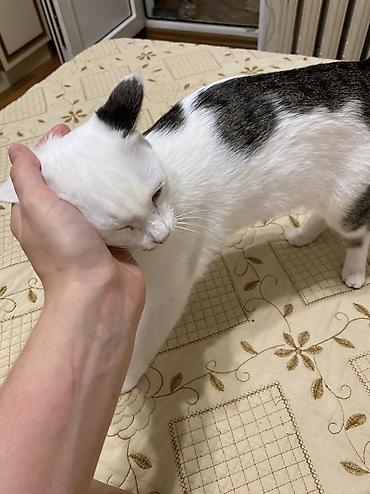 сколько кошек в кыргызстане: Кошка даром: Беспородная, 2 года, Девочка, Кастрирована, Приучена к лотку, Проглистована — 4