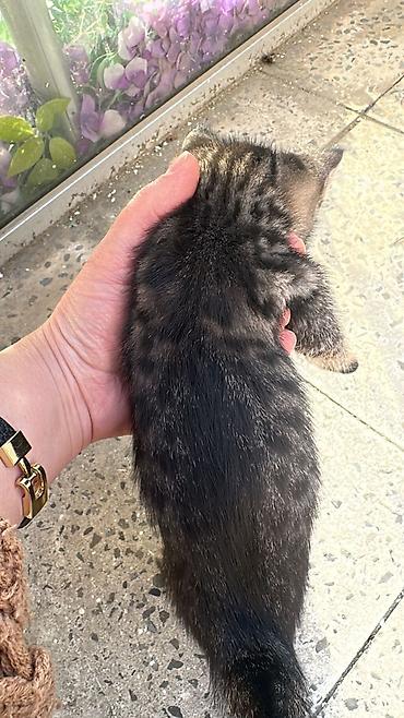 Pişiklər: Tabbi, Erkək — 6