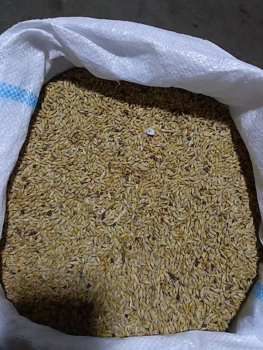 bitki toxumlarinin satisi: Hazır kisədə arpa satılır 1100kq — 2