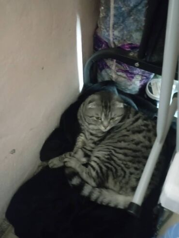 котик вислоухий купить: Домашняя кошка, короткошёрстная, тигровый (серый в чёрную полоску)