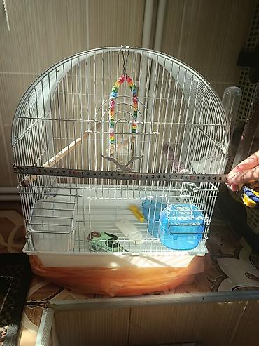 qizil qus: Quş qəfəsi – aksesuarlarla birlikdə - Forma: yarımdairə damlı, metal — 3