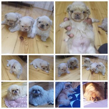 İtlər: Pekines, 1 ay, Erkek