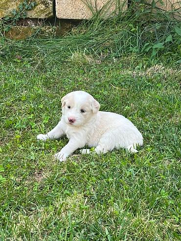 qurd basar iti: Retriever, 1 ay — 9