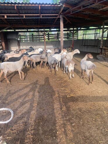 Бараны, овцы: Продаю Баранчиков 🐑 12-16 kgs по всем вопросам обращайтесь по этому