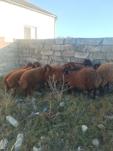 Qoyunlar, qoçlar: 9 baş qala cinsi quzular 3- ü erkək 6 sı Dişidir.öz Həyətimin — 10