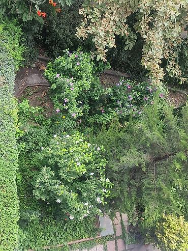 сирийский: Сирийский гибискус (Hibiscus syriacus) — декоративный листопадный — 9