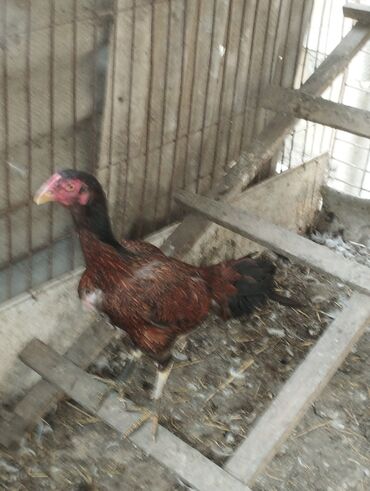 Inəklər, öküzlər: Toyuq, Damazlıq, Ünvandan götürmə