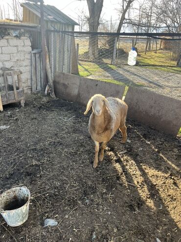Бараны, овцы: Продаю | Овца (самка) | Для разведения — 3