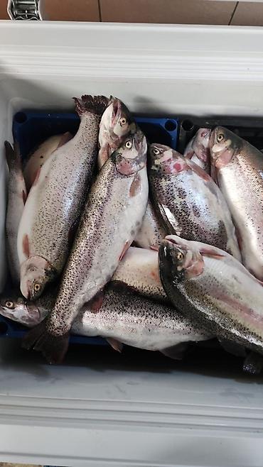 кормилак для телят цена бишкек: 🐟 Жаңы кармалган форель сатылат! Ош шаары, Ош облусу боюнча Таза — 1