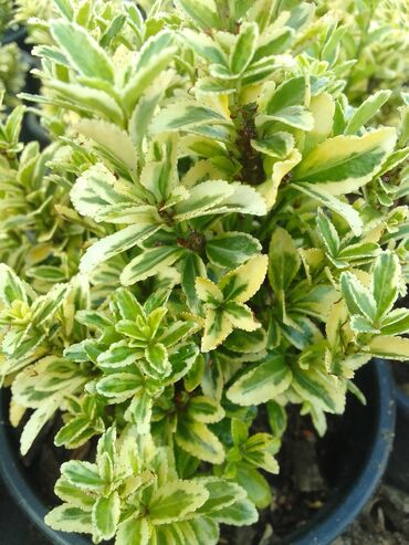 Çöl bitkiləri: Həmişə yaşıl — 9