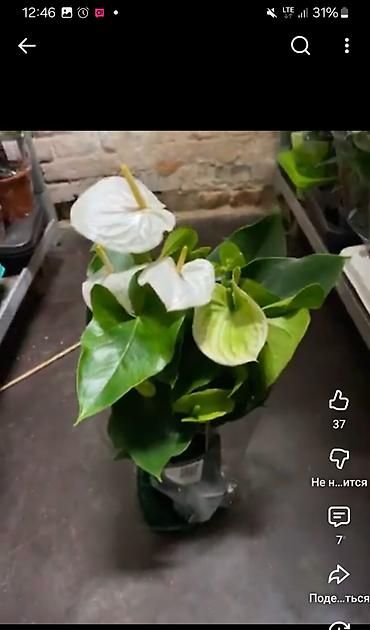 Антуриумы: Комнатные цветы в горшках — праздничная коллекция: - Антуриум — 11