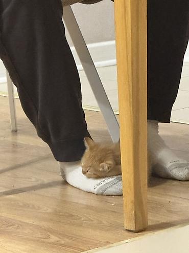 Отдам даром кошку: Кошка даром: Беспородная, 2 месяца, Мальчик, Приучена к лотку — 7