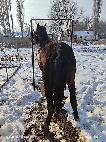 Лошади, кони: Продаю | Жеребец | Полукровка | Рабочий — 6