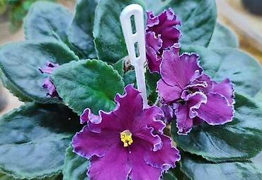 Фиалки и глоксинии: Продаю стартеры взрослые сортовые фиалки 🌺🌿🌺. Цены 200-250-350сом — 2