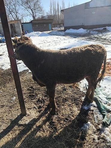 Коровы, быки: Продаю | Бык (самец) | Полукровка | На откорм — 27
