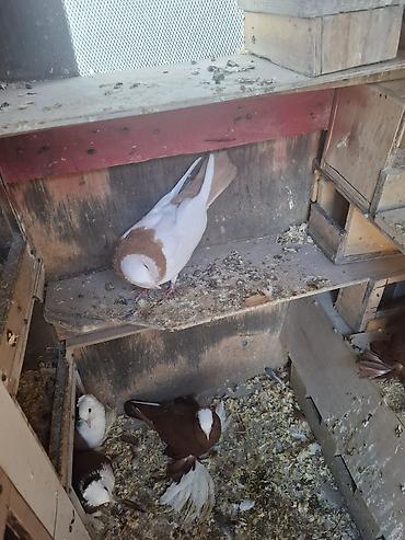 quş bazarı: Cins göyərçinlər – dekorativ növ Məhsul təsviri: qizgin erkeydi desde — 1