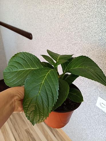 комтер: Гортензия комнатная (Hydrangea) — укорененные саженцы в горшках. - — 3