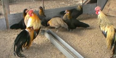 Xoruzlar: Tek 100 ayam zemani cut 200m .qap — 25