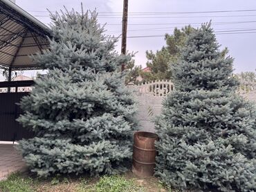 диваны двухместные раскладные: Голубые ели (ель колючая, Picea pungens ‘Glauca’) для озеленения