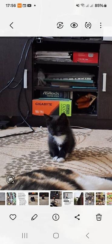 приют для котят: Кошка даром: Беспородная, Девочка — 1