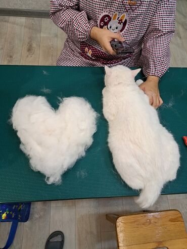 Другие услуги: Груминг в Бишкеке Стрижка Вычес (линька) Купание профессиональной — 4