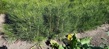 Декоративные деревья: Саженцы деревьев: Ели — 12