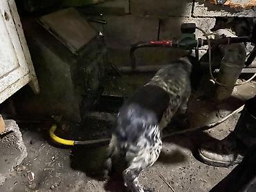 Отдам даром собаку: Собака даром: Кокер-спаниель, 10 месяцев, Самка, С родословной — 6