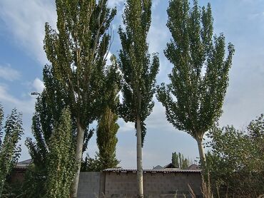 уголь шабыркуль цена бишкек: Дрова Платная доставка