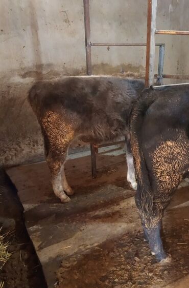 продаю в связи с переездом: Продаю | Бык (самец) | На откорм | Привязанные