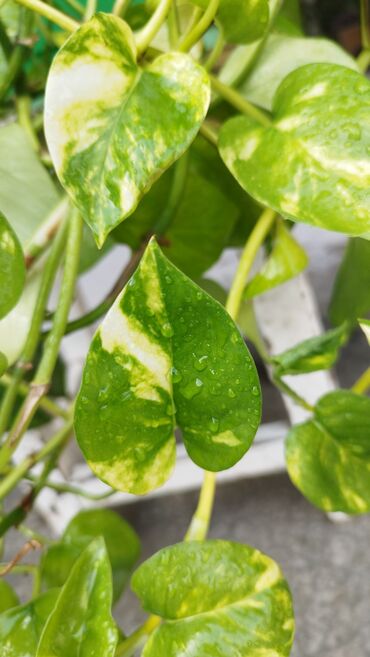 отургучтар бу: Плющ-потос (Epipremnum aureum, «золотой потос», вариегатная форма) в