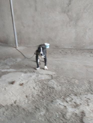 pitbull balaları: Pitbul, 2 ay, Erkək, Peyvəndli, Ünvandan götürmə — 5