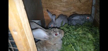 животны: Продаю | Крольчата