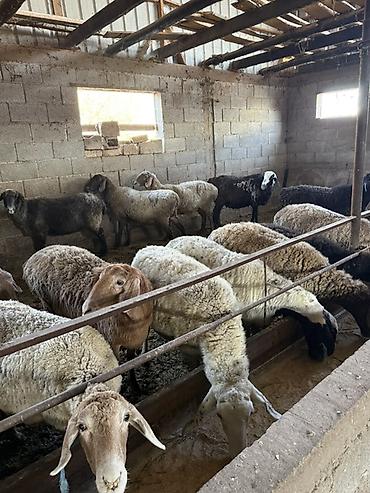 продаю гусь: Продаю | Овца (самка) | Для разведения | Матка — 4