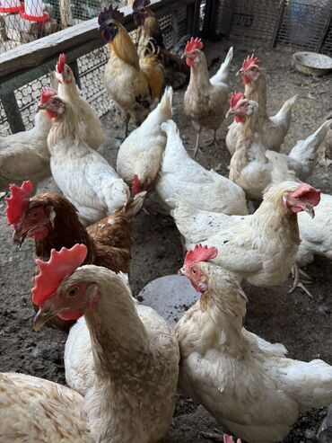 синяя птица: Продаю карликов, цыплят и кур несушек, Доставка по Бишкеку есть❗️
