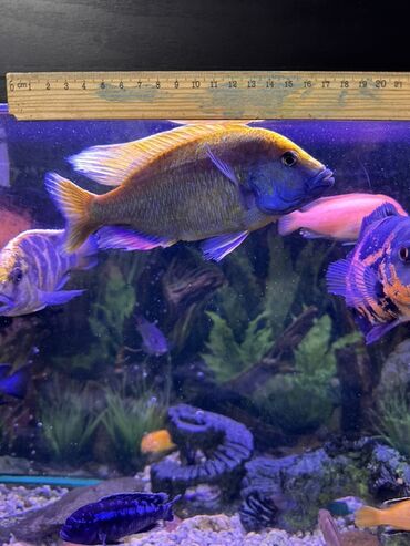 Рыбы: Продаю Аквариумные цихлиды крупных и средних размеров - Для — 1