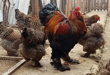 brama toyuqları: Курица, Brama, Для разведения — 1