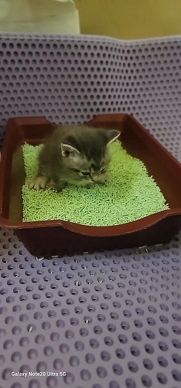 кошка британка: Мама шотландская скоттиш страйт, короткошёрстная Котята смешанные с — 7