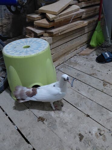 Göyərçinlər: Salam saglam quşlardı 16.17 tük istəyən yazsın vatsaf aktivdi - Növ — 7