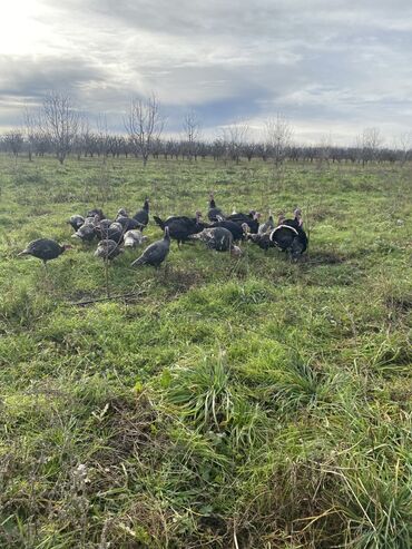 Hinduşka: Erkək, Ətlik, Ünvandan götürmə — 11