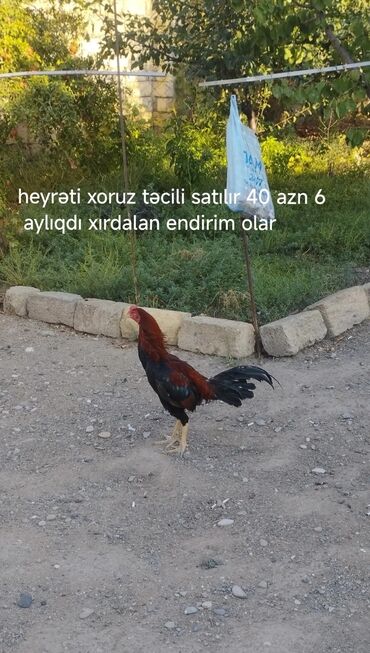 Коровы, быки: Петух, Heyrati, лет: 1