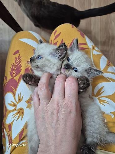 Животные: Шотландская — 9